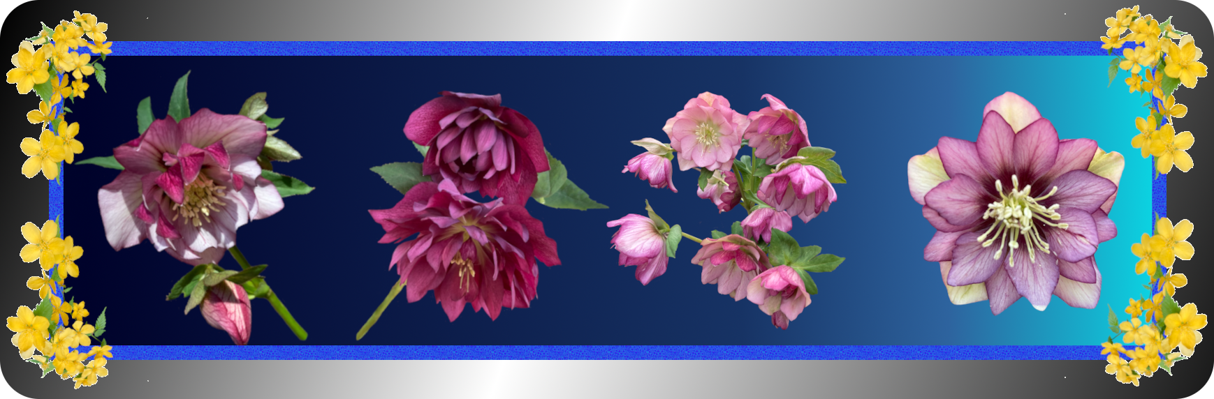 季節の花