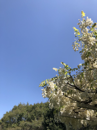 そめいよしの,ソメイヨシノ,染井吉野