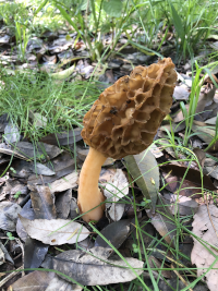 あみがさだけ,アミガサタケ,網笠茸