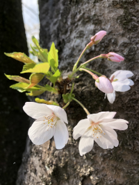 そめいよしの,ソメイヨシノ,染井吉野