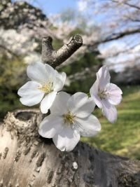 そめいよしの,ソメイヨシノ,染井吉野