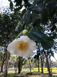 さざんか,サザンカ,山茶花