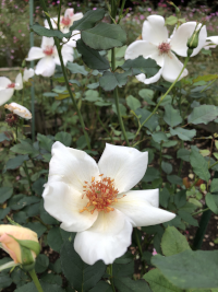 ばら,バラ,薔薇
