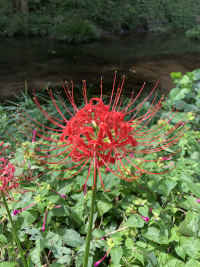 ひがんばな,彼岸花,ヒガンバナ