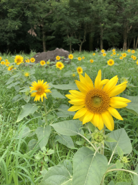 ひまわり,ヒマワリ,向日葵