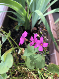 いもかたばみ,イモカタバミ,芋片喰