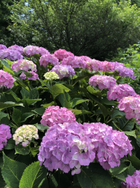 あじさい,アジサイ,紫陽花