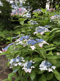 あじさい,アジサイ,紫陽花