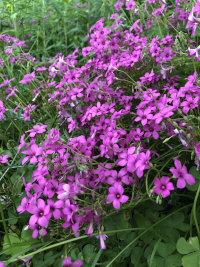 いもかたばみ,イモカタバミ,芋片喰