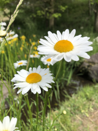 まーがれっと,マーガレット,木春菊,モクシュンギク