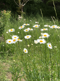 まーがれっと,マーガレット,木春菊,モクシュンギク