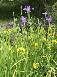 あやめ,アヤメ,菖蒲