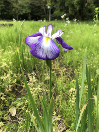 はなしょうぶ,ハナショウブ,花菖蒲