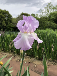 はなしょうぶ,ハナショウブ,花菖蒲