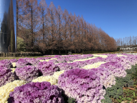 しばざくら,芝桜,シバザクラ