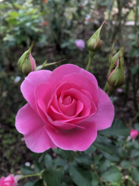 ばら,バラ,薔薇