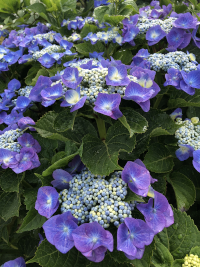 あじさい,アジサイ,紫陽花