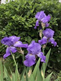 はなしょうぶ,ハナショウブ,花菖蒲
