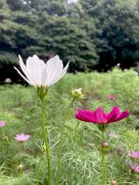 こすもす,秋桜,アキザクラ,コスモス