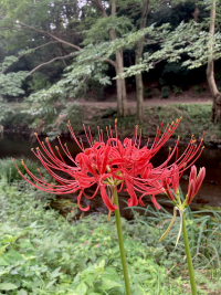 ひがんばな,彼岸花,ヒガンバナ