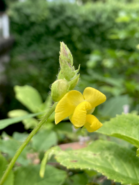 みやこぐさ,ミヤコグサ,都草