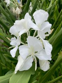 はなしゅくしゃ,ハナシュクシャ,花縮砂