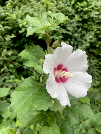 むくげ,ムクゲ,木槿