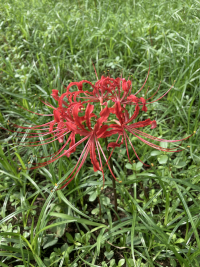 ひがんばな,彼岸花,ヒガンバナ