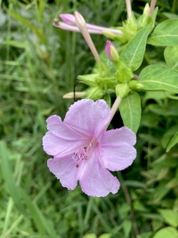 おしろいばな,オシロイバナ,白粉花