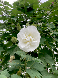 ふよう,フヨウ,芙蓉