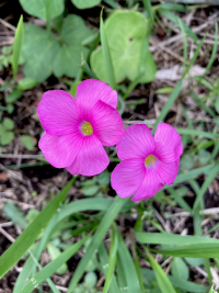 ふようかたばみ,フヨウカタバミ,芙蓉片喰