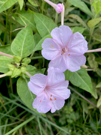 おしろいばな,オシロイバナ,白粉花