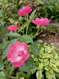 ばら,バラ,薔薇