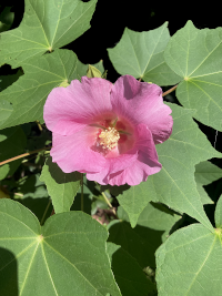 ふよう,フヨウ,芙蓉