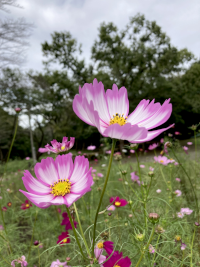 こすもす,秋桜,アキザクラ,コスモス