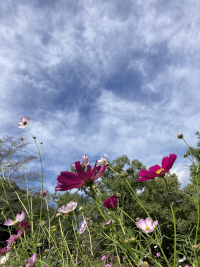 こすもす,秋桜,アキザクラ,コスモス