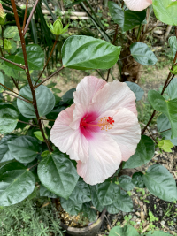 ふよう,フヨウ,芙蓉