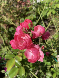 ばら,バラ,薔薇