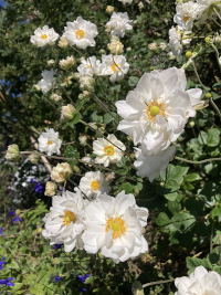 しゅうめいぎく,シュウメイギク,秋明菊