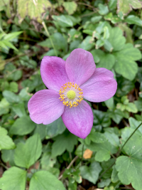 しゅうめいぎく,シュウメイギク,秋明菊