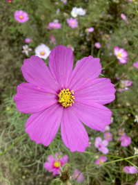 こすもす,秋桜,アキザクラ,コスモス