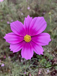 こすもす,秋桜,アキザクラ,コスモス