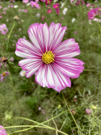 こすもす,秋桜,アキザクラ,コスモス