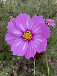 こすもす,秋桜,アキザクラ,コスモス