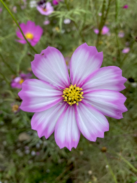 こすもす,秋桜,アキザクラ,コスモス