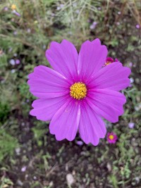こすもす,秋桜,アキザクラ,コスモス