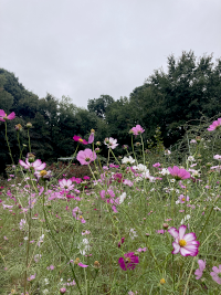こすもす,秋桜,アキザクラ,コスモス