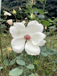 ばら,バラ,薔薇