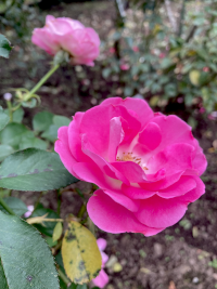 ばら,バラ,薔薇