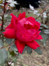 ばら,バラ,薔薇